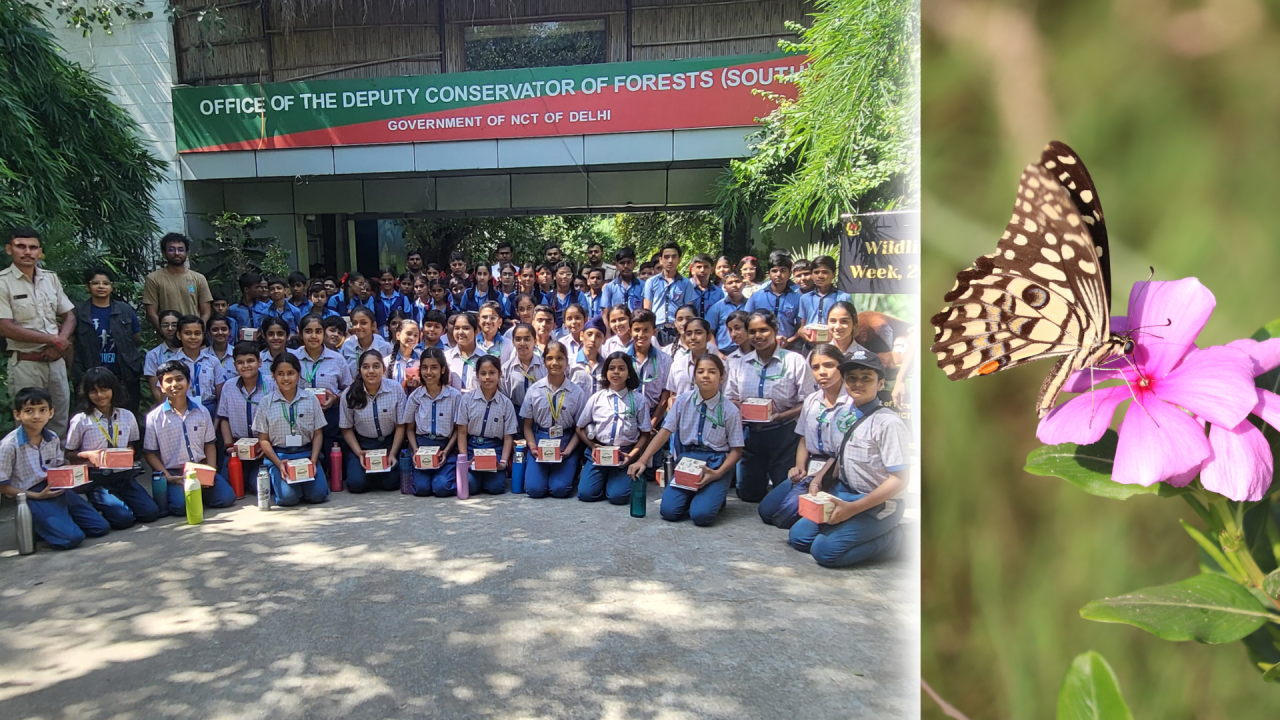 Fluttering Futures: Butterflies in Pollination and Climate Resilience