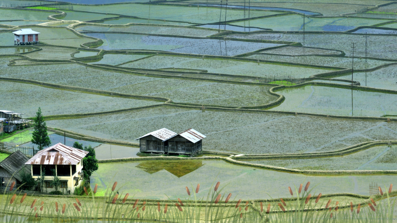 Guardians of the Wetlands: How India’s Indigenous Communities Hold the Key to Conservation