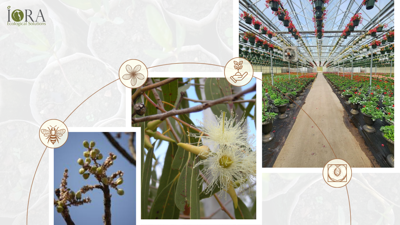 The Silent Loss: How Nursery Simplification is Eroding Native Tree Diversity