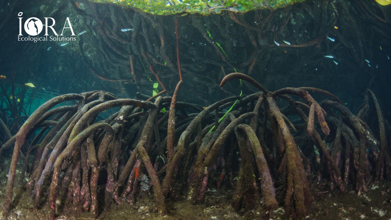 Unlocking Blue Carbon: Why Mangrove Ecosystems Are More Valuable Than Ever